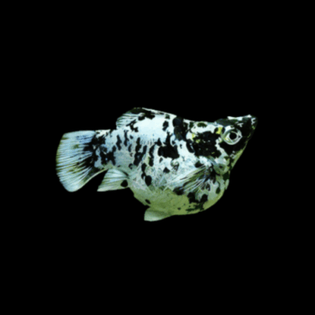 Poecilia sphenops- Dalmatian Molly Balloon 4cm