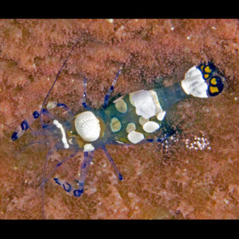 Periclimenes brevicarpalis- Anemone shrimp (male)