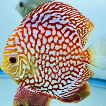Symphysodon discus- Checkerboard Discus 6cm