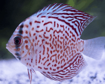 Symphysodon discus- Checkerboard Discus 10-12cm