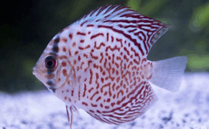 Symphysodon discus- Checkerboard Discus 10-12cm