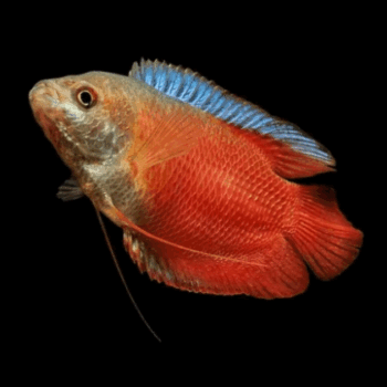 Trichogaster lalius- Red Dwarf Gourami 5cm