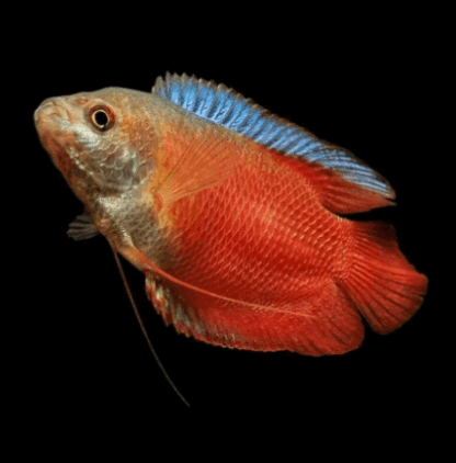 Trichogaster lalius- Red Dwarf Gourami 5cm