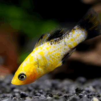 Poecilia sphenops- Leopard Molly 4cm