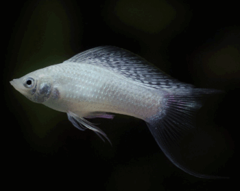 Poecilia sphenops- Silver Lyretail Molly 4-4.5cm