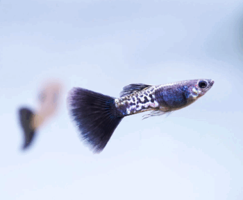 Poecilia reticulata- Black Platinum Cobra Guppy Male 3-3.5cm