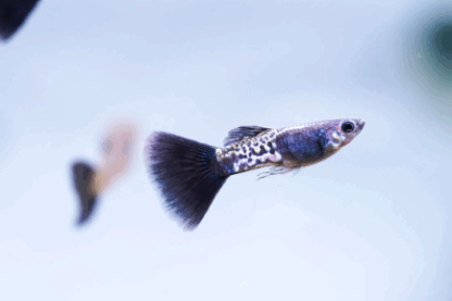 Poecilia reticulata- Black Platinum Cobra Guppy Male 3-3.5cm