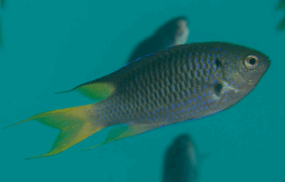 Neopomacentrus azyrson- Yellowtail Demoiselle