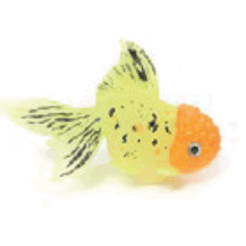 AD Glowing Goldfish lionhead yellow and orange