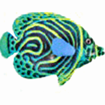 AD Glowing Angel fish type62 Green