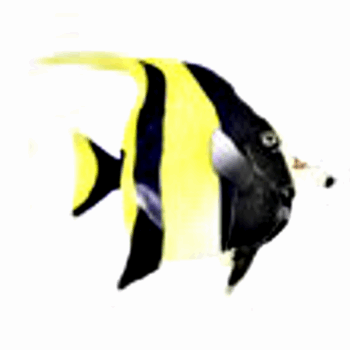 AD Glowing Moorish Idol type80 yellow