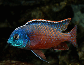 Protomelas Taeniolatus - Boadgulu Red Namalenje Pair