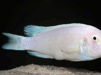 Pseudotropheus zebra-Zebra White 6-8cm