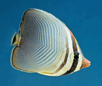 Chaetodon Triangulum- Triangle Butterflyfish