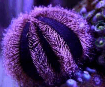 Mespilia Globulus - Shield Urchin Purple Black