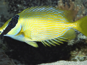 Siganus puellus - Masked spinefoot M