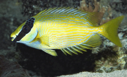 Siganus puellus - Masked spinefoot M