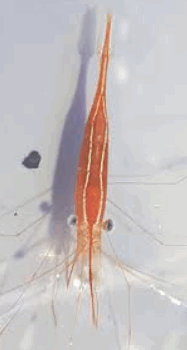 Plesionika grandis Shrimp