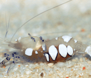 Periclimenes brevicarpalis- Anemone shrimp (female)