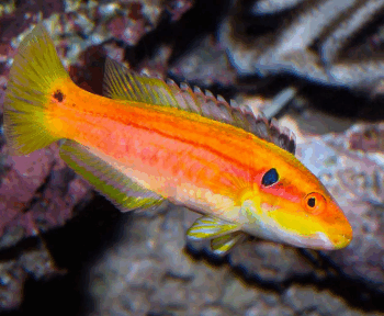 Bodianus bimaculatus- Tarry Hogfish