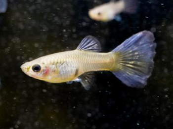 Poecilia reticulata - Bluetail Guppy M/L