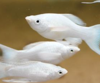 Poecilia sphenops- Platinum Lyretail Molly 4-4.5cm