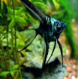 Pterophyllum scalare - Black Green Avatar Angelfish 3cm