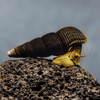 Tylomelania zemis- Mini Golden Rabbit Snail 1-2cm