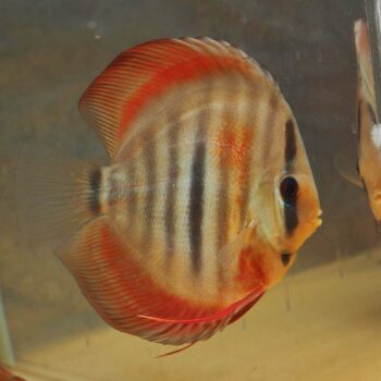 Symphysodon discus - Red Heckel Cross Discus 8cm
