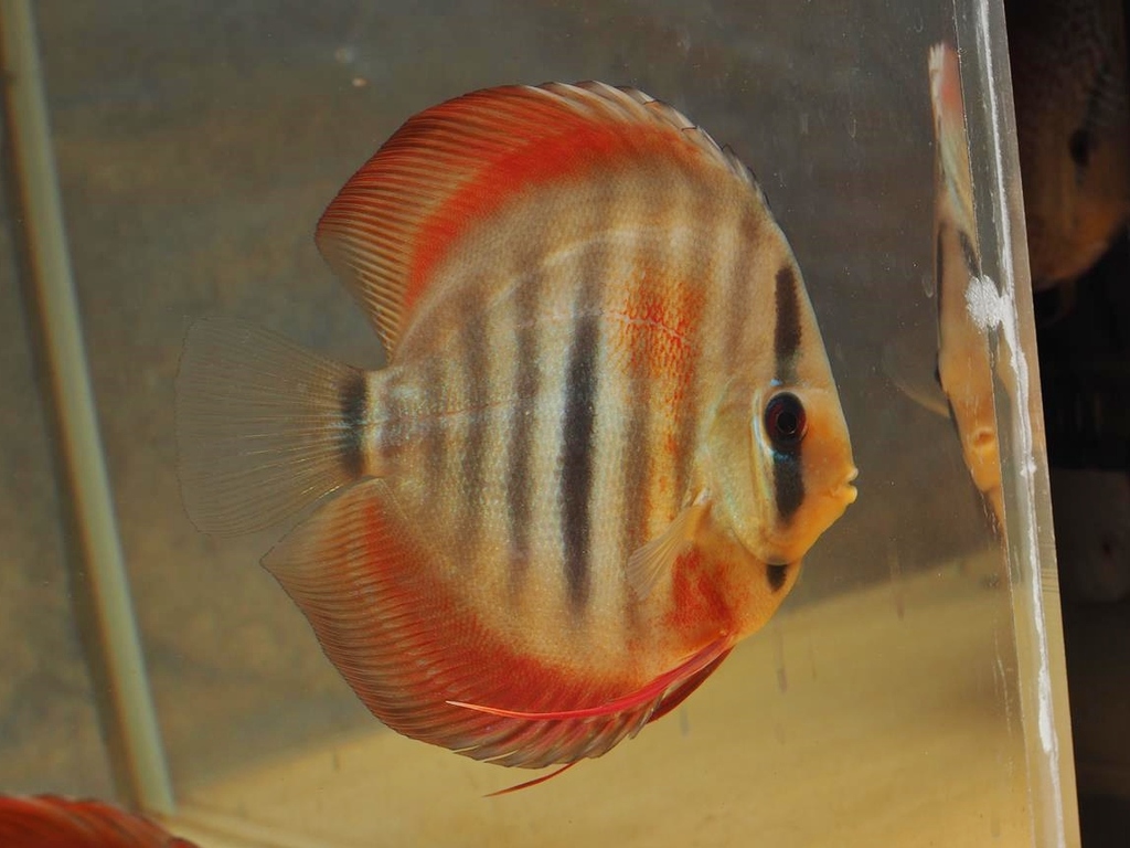 Symphysodon discus - Red Heckel Cross Discus 8cm 1 Symphysodon discus - Red Heckel Cross Discus 8cm