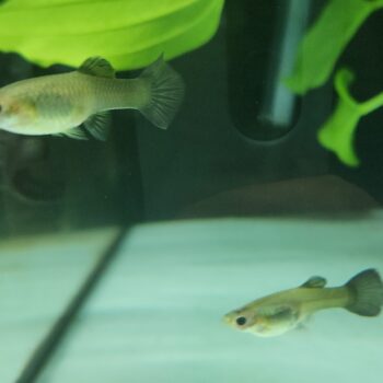 Poecilia reticulata- Guppy Blue Grass Female 3-3.5cm