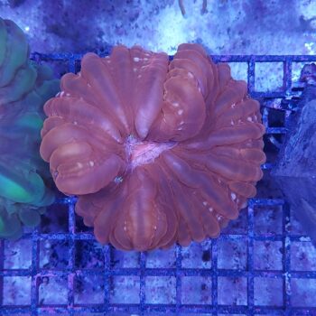 Cynarina metallic red 1 (41518)