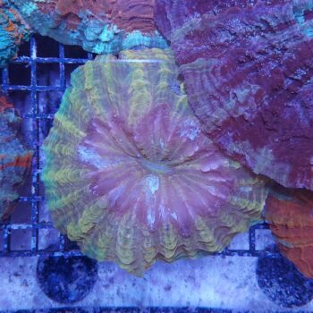 Acanthophyllia deshayesiana (41463)