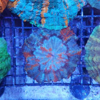 Acanthophyllia deshayesiana (29795)