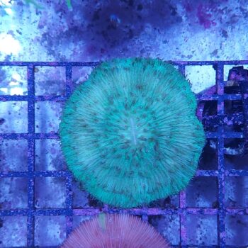 Fungia green (48055)