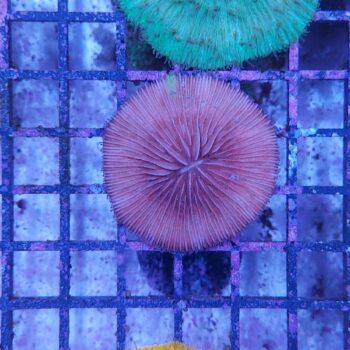 Fungia red (47178)