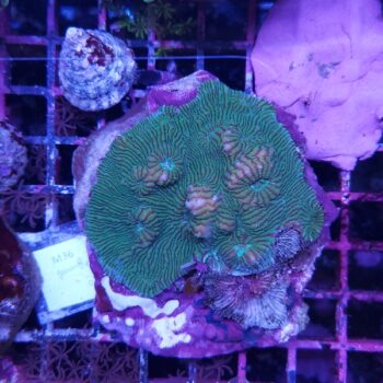 Echinophyllia M36 (46913)
