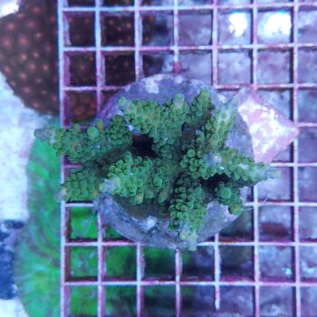 Acropora M46 (47139)