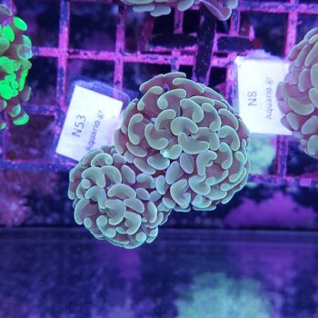 Euphyllia paraancora N53