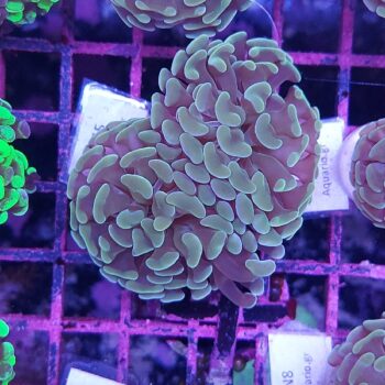 Euphyllia paraancora N55