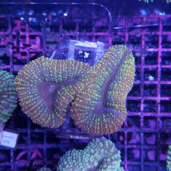 Lobophyllia M30 (41315)