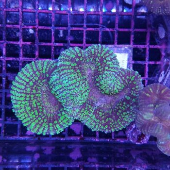 Lobophyllia M12 (41320)