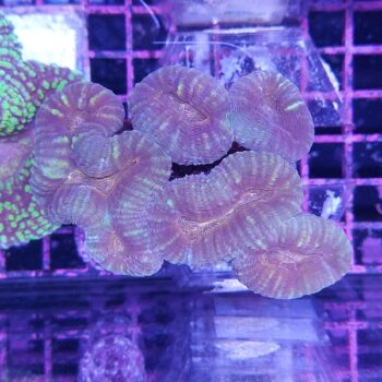 Lobophyllia M20 (46953)