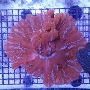 Indophyllia macassarensis (48674)