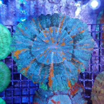 Acanthophyllia deshayesiana (29856)