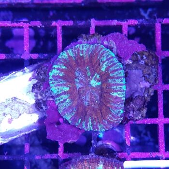 Acanthastrea maxima M47 (47586)