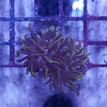 Euphyllia glabrescens N57