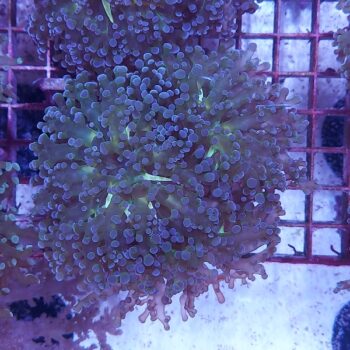 Euphyllia paradivisa A590