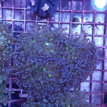 Euphyllia paradivisa N40