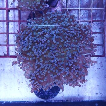 Euphyllia paradivisa B572